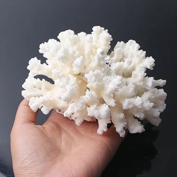 1KS Přírodní Bílý Korál Fosilních Clusteru Crystal Akvárium Terénní úpravy Ozdoby Decorationum Reef Exemplář Domova Dárek 1340